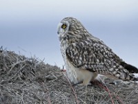 IMG 2335c  Short-eared Owl (Asio flammeus)
